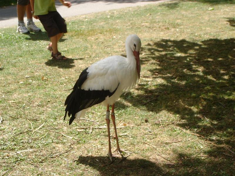 Parc des oiseaux (33)